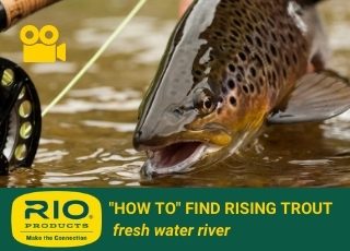 FRESHWATER RIVER: How to find rising trout
