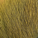 VENIARD BUCKTAIL WHOLE LARGE
