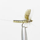 GREN DRAKE MAYFLY