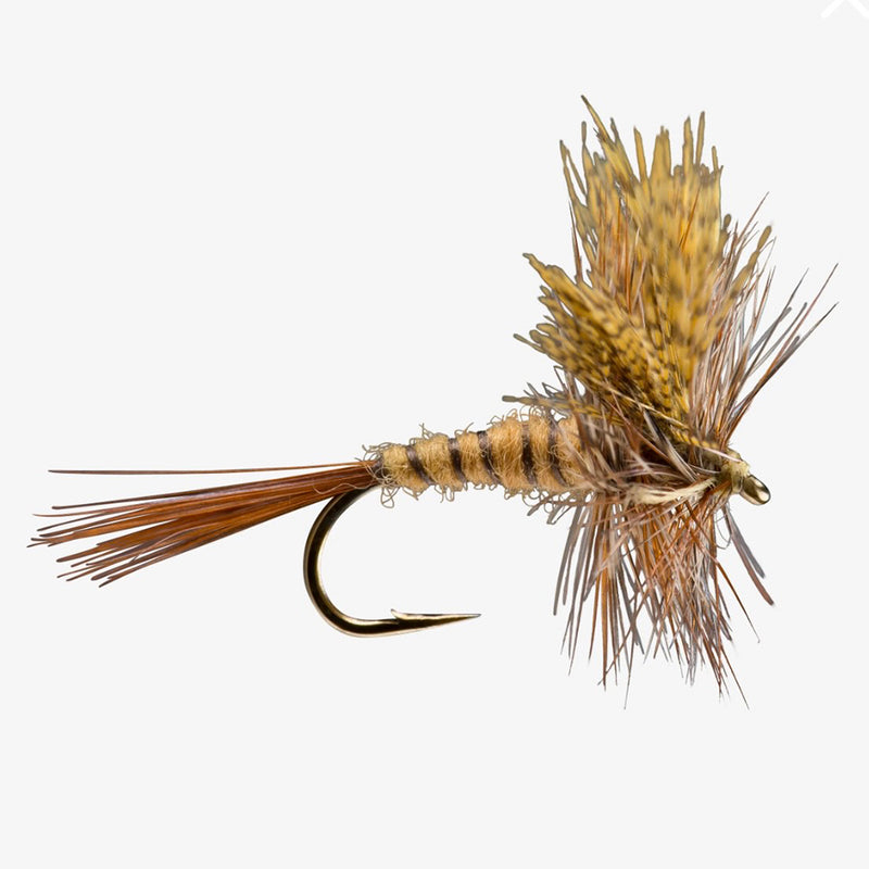 RIO MARCH BROWN