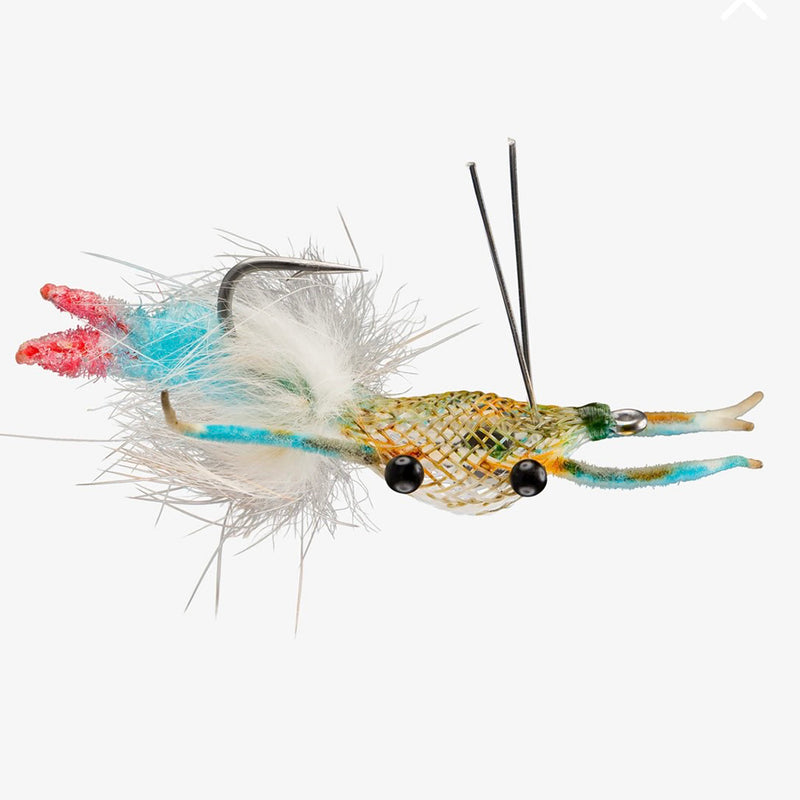 RIO FIDDLER CRAB