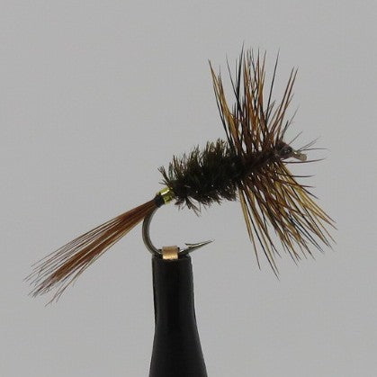 Brown Peacock