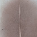 VENIARD CDC SUPER SELECT