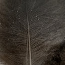 VENIARD CDC SUPER SELECT