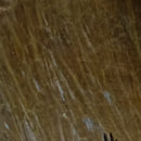 VENIARD CHINESE COCK CAPE