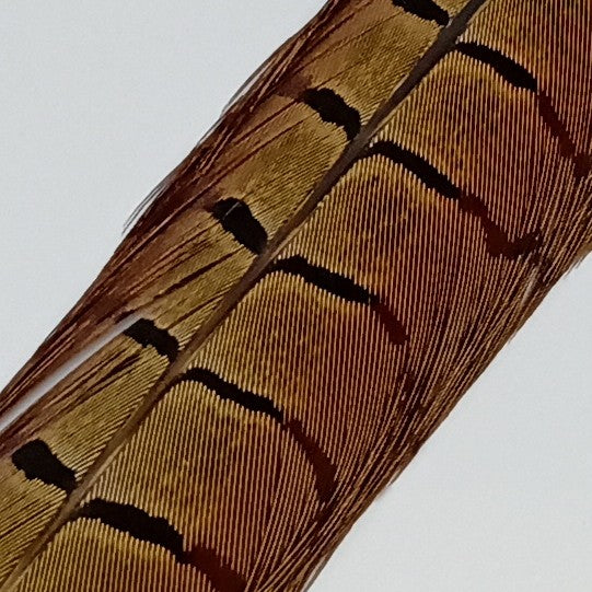 Veniard Cock Pheasant Coda Fagiano