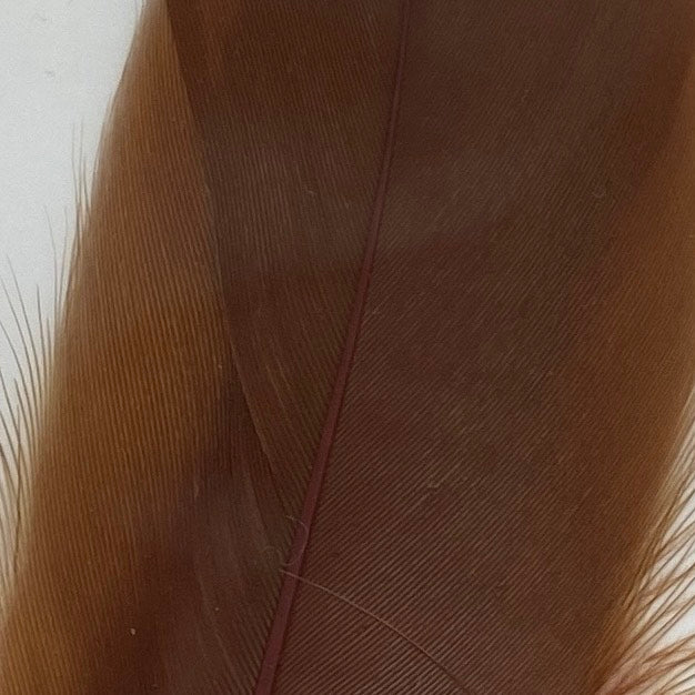 Veniard Goose Shoulder Soft penne oca