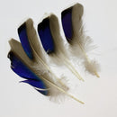 VENIARD MALLARD DUCK WING