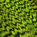 WHITING BUGGER PACK PIUME