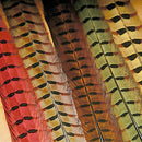 Veniard Cock Pheasant - Veniard